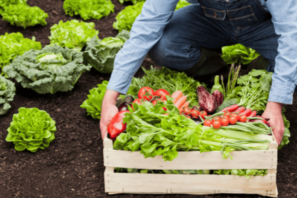 benefícios de comer alimentos orgânicos