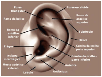 anatomia auricular com pontos de acupuntura na orelha