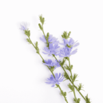 Cichorium intybus- Floral Chicory