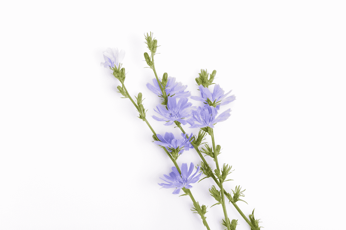 Cichorium intybus- Floral Chicory