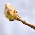 Floral Chestnut Bud