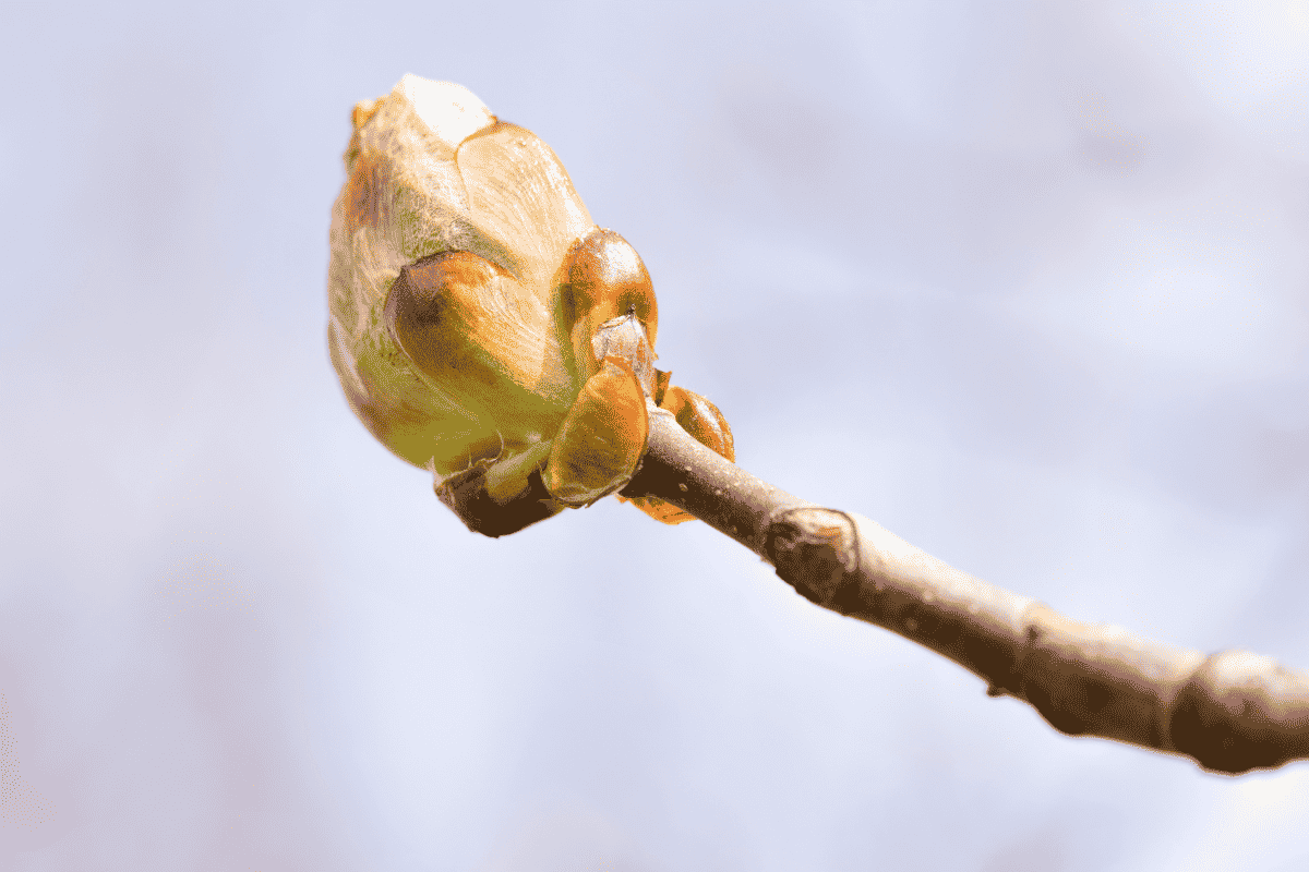 Floral Chestnut Bud